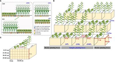 Border row effects improved the spatial distributions of maize and peanut roots in an intercropping system, associated with improved yield